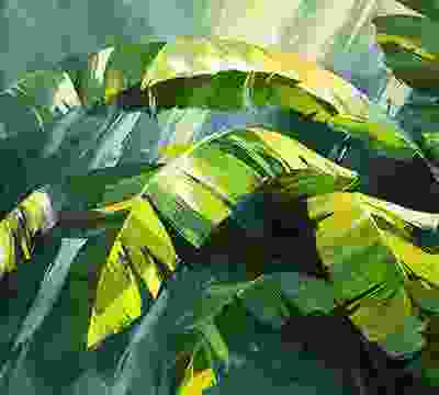 Portfolio Taxonomy Image